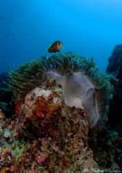 Enjoy the view.Clown Fish and Porcelin Crab.Had to wait f... by Andrew Rankin 